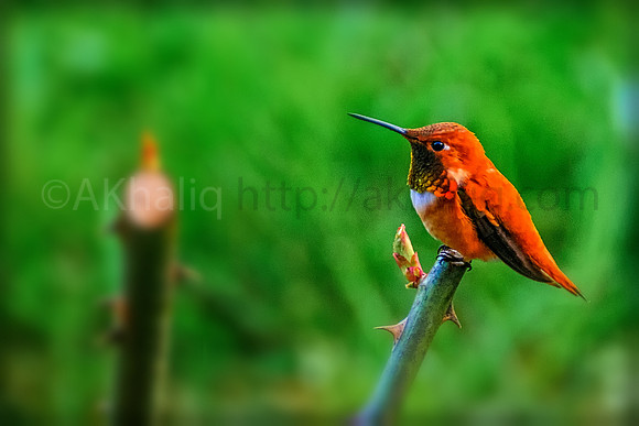 Tiny humming birdy!