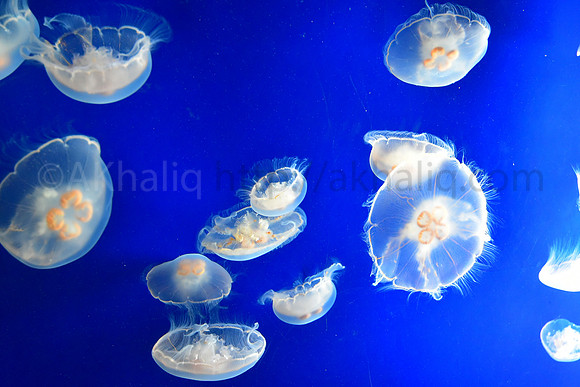 Moon Jellies