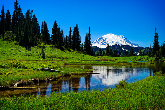 Rainier at Tipsoo