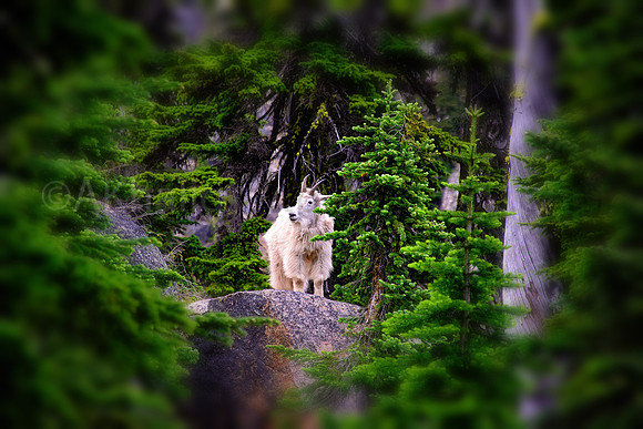 lone wolf, I mean goat