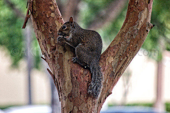 Squirrel in a slingshot