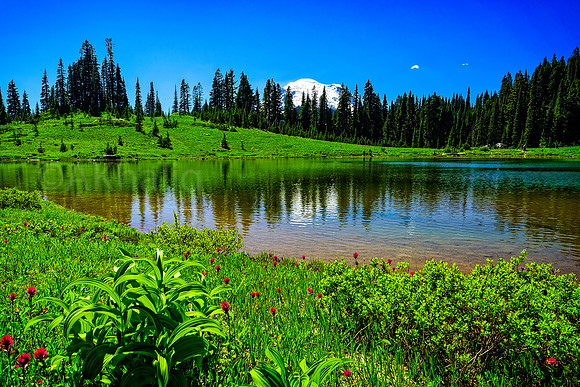 Rainier and flowers around Tipsoo Lake