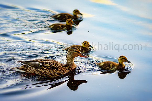 Mom with 4 kids