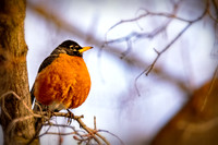 A robin bathing in the morning sun.