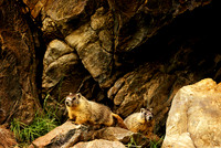 Residents