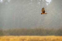 Flying against the wind, a hawk.
