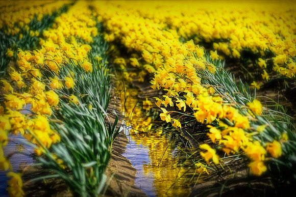 Daffodils, about 3 weeks from today, last year.