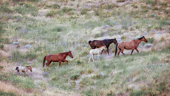 Family time - wild horses and ponies